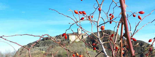 Rosa canina e ricette